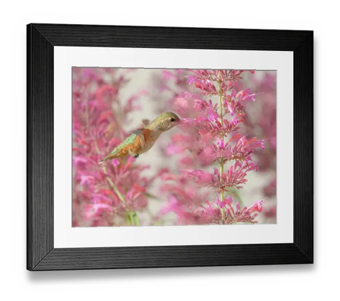 Framed Print : Calliope hummingbird feeding on agastache flowers, New Mexico