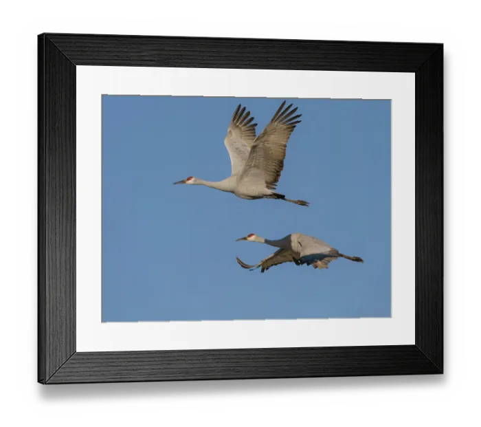 Framed Print : Sandhill Cranes in flight, Bosque del Apache National Wildlife Refuge, New Mexico Framed Print : Sandhill Cranes in flight, Bosque del Apache National Wildlife Refuge, New Mexico