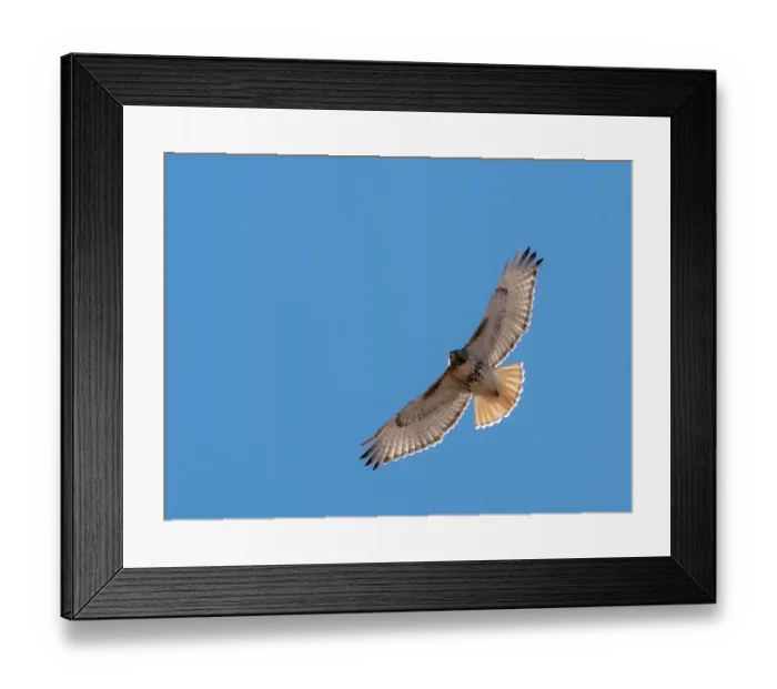 Framed Print : Red-tailed hawk, Bernardo Wildlife Area, New Mexico Framed Print : Red-tailed hawk, Bernardo Wildlife Area, New Mexico
