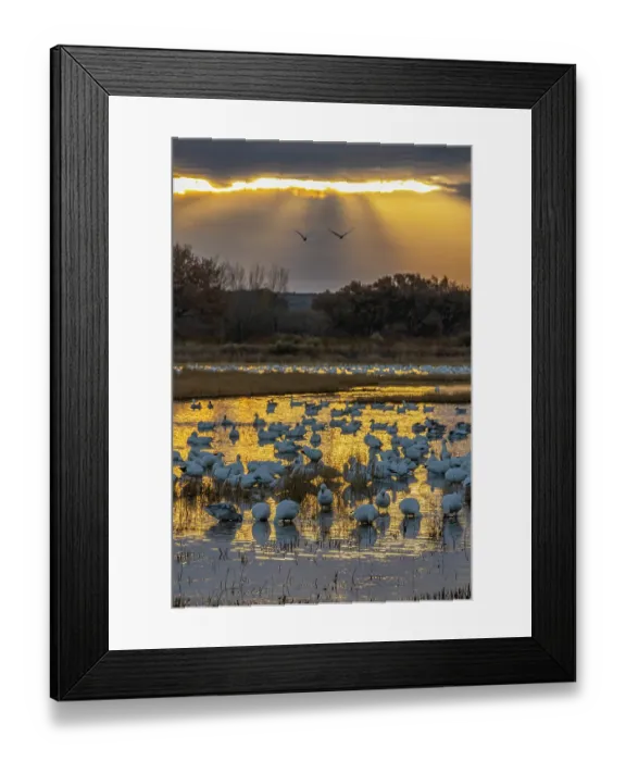 Framed Print : USA, New Mexico, Bosque Del Apache National Wildlife Refuge. Snow geese in water at sunrise. ©Cathy & Gordon Illg / Jaynes Gallery / DanitaDelimont.com Framed Print : USA, New Mexico, Bosque Del Apache National Wildlife Refuge. Snow geese in water at sunrise. ©Cathy & Gordon Illg / Jaynes Gallery / DanitaDelimont.com
