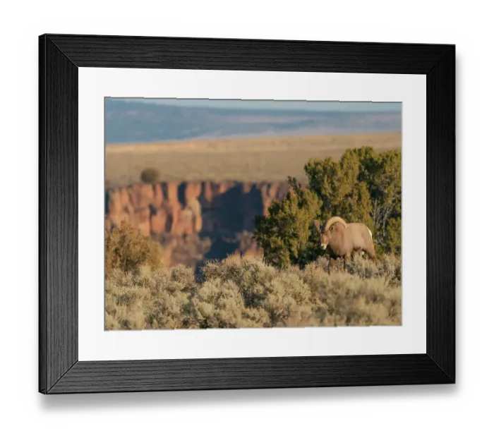 Framed Print : Bighorn sheep along Rio Grande Gorge, New Mexico