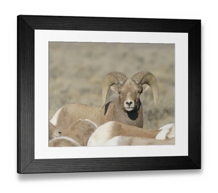 Framed Print : Rocky Mountain bighorn ram with ewes. Rio Grande Norte, New Mexico Framed Print : Rocky Mountain bighorn ram with ewes. Rio Grande Norte, New Mexico