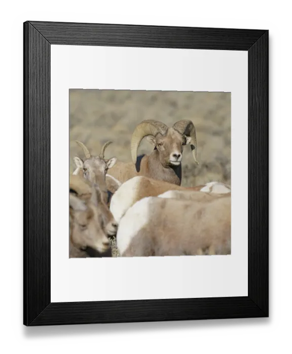 Framed Print : Rocky Mountain bighorn ram with ewes. Rio Grande Norte, New Mexico Framed Print : Rocky Mountain bighorn ram with ewes. Rio Grande Norte, New Mexico