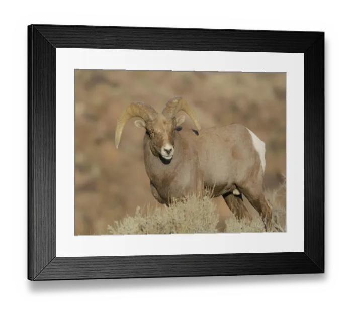 Framed Print : Young Rocky Mountain bighorn ram during the rut along the Rio Grande River Canyon, New Mexico Framed Print : Young Rocky Mountain bighorn ram during the rut along the Rio Grande River Canyon, New Mexico