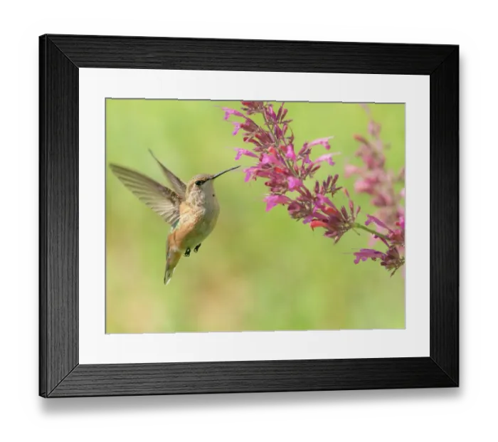 Framed Print : Juvenile male Calliope hummingbird feeding on agastache flowers, New Mexico Framed Print : Juvenile male Calliope hummingbird feeding on agastache flowers, New Mexico