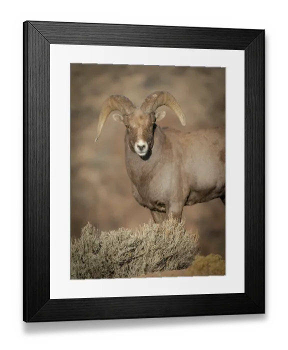 Framed Print : Young Rocky Mountain bighorn ram during the rut along the Rio Grande River Canyon, New Mexico