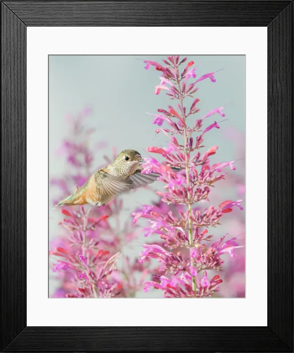 Framed Print : Calliope hummingbird feeding on agastache flowers, New Mexico Framed Print : Calliope hummingbird feeding on agastache flowers, New Mexico