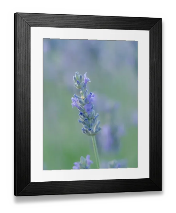 Framed Print : English lavender, Garden, New Mexico Framed Print : English lavender, Garden, New Mexico