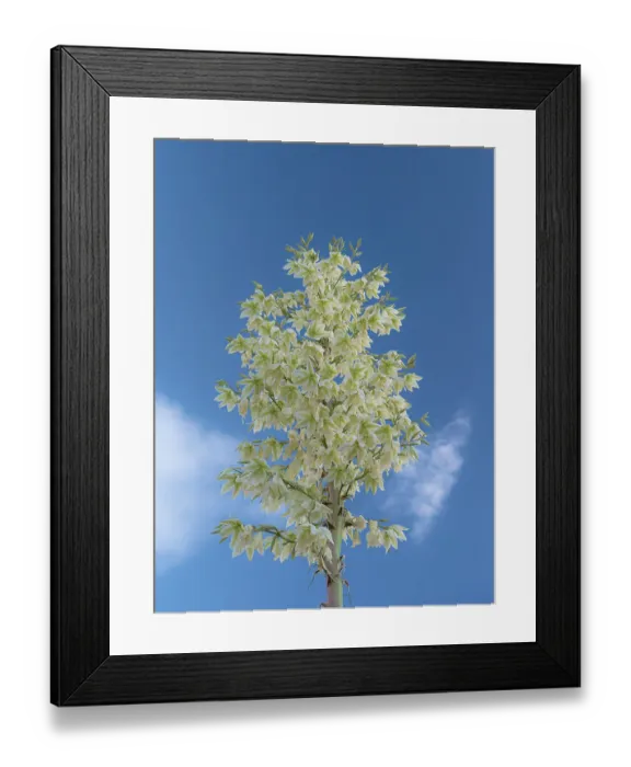 Framed Print : Soaptree yucca in flower, yucca elata, New Mexico
