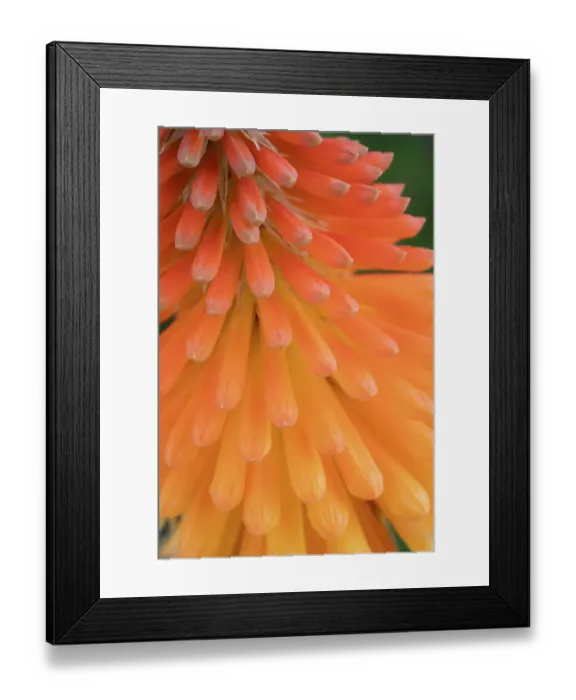 Framed Print : Closeup of the red hot poker tubular flowers, New Mexico