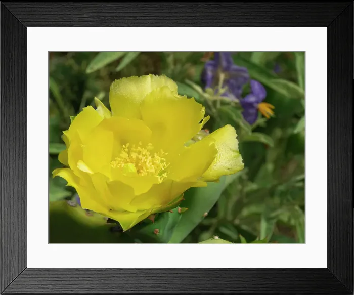 Framed Print : Prickly pear cactus in bloom, Boothill, New Mexico Framed Print : Prickly pear cactus in bloom, Boothill, New Mexico