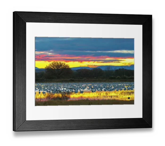 Framed Print : USA, New Mexico, Bosque Del Apache National Wildlife Refuge. Snow geese in water at sunrise. ©Cathy & Gordon Illg / Jaynes Gallery / DanitaDelimont.com Framed Print : USA, New Mexico, Bosque Del Apache National Wildlife Refuge. Snow geese in water at sunrise. ©Cathy & Gordon Illg / Jaynes Gallery / DanitaDelimont.com