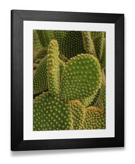 Framed Print : Golden Spined Bunny Ears Cactus, Chiricahua National Monument, New Mexico Framed Print : Golden Spined Bunny Ears Cactus, Chiricahua National Monument, New Mexico