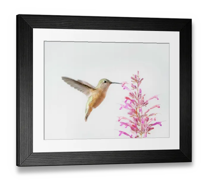 Framed Print : Female calliope hummingbird in flight, east mountain backyard, New Mexico Framed Print : Female calliope hummingbird in flight, east mountain backyard, New Mexico