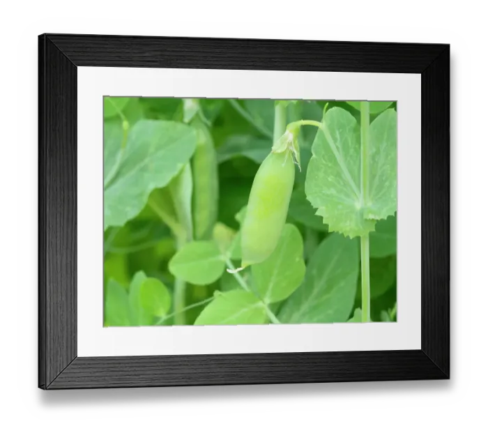 Framed Print : Wando pea pods in the summer garden Framed Print : Wando pea pods in the summer garden
