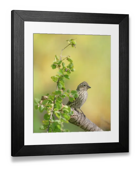 Framed Print : Female Cassin's finch, Fall season, Capulin Springs Trail, Sandia Mountains, Cibola National Forest, New Mexico, USA Framed Print : Female Cassin's finch, Fall season, Capulin Springs Trail, Sandia Mountains, Cibola National Forest, New Mexico, USA