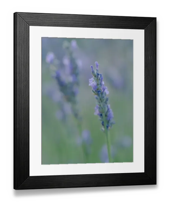 Framed Print : English lavender, Garden, New Mexico Framed Print : English lavender, Garden, New Mexico