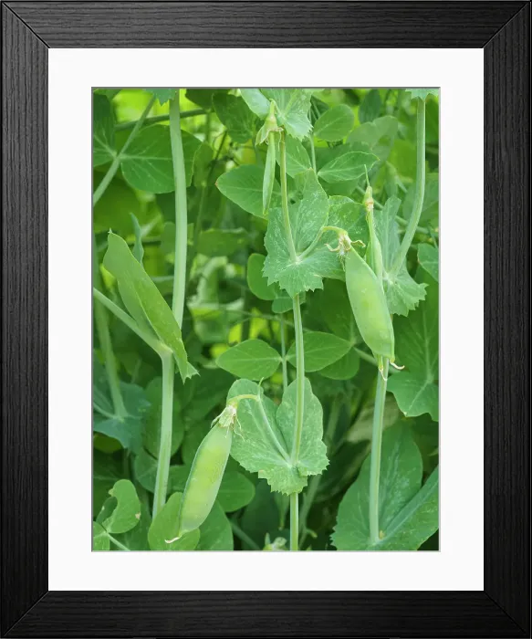 Framed Print : Wando pea pods in the summer garden Framed Print : Wando pea pods in the summer garden