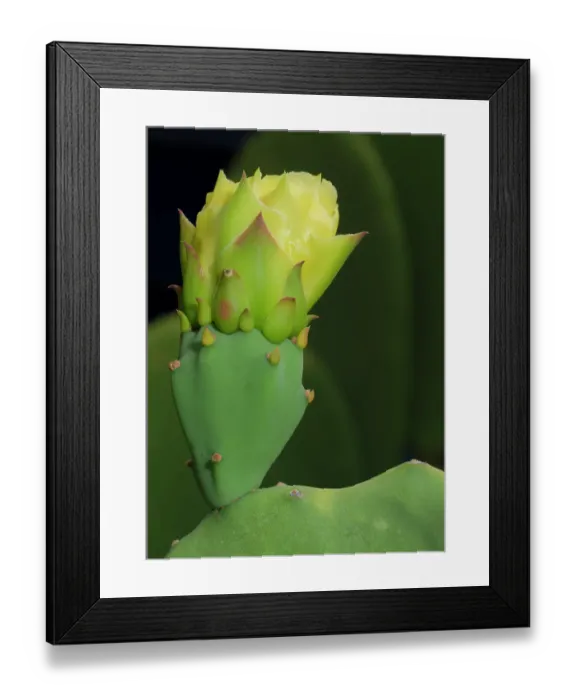 Framed Print : Prickly pear cactus bud, Boothill, New Mexico Framed Print : Prickly pear cactus bud, Boothill, New Mexico
