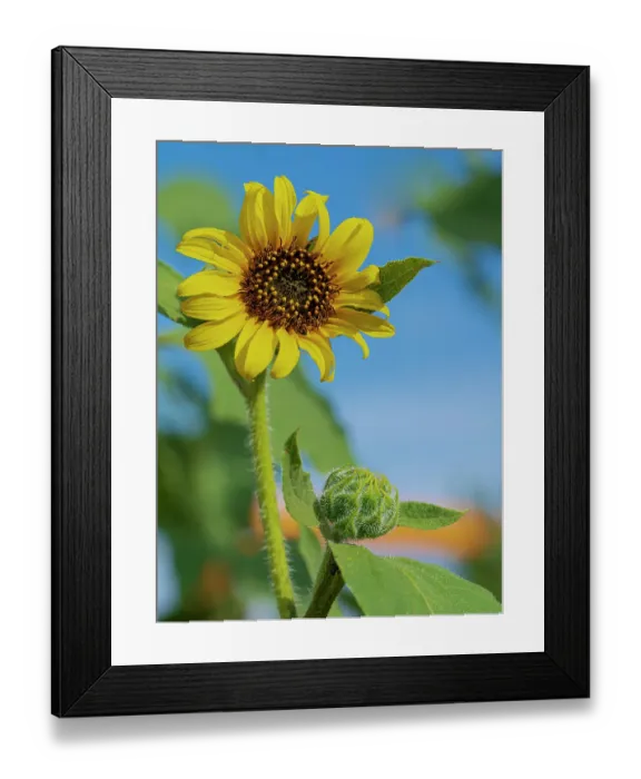 Framed Print : Common sunflower are found in the state of New Mexico Framed Print : Common sunflower are found in the state of New Mexico