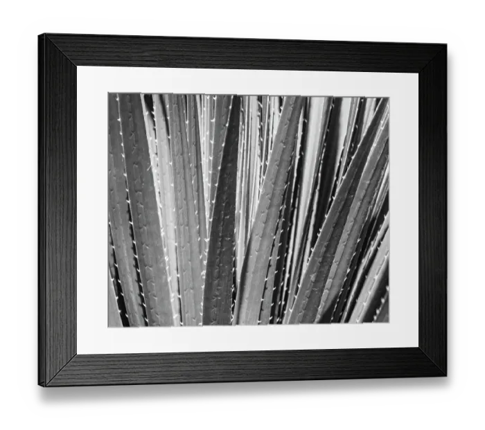 Framed Print : Sotol, Dasylirion wheeleri, Chiricahua Desert, New Mexico
