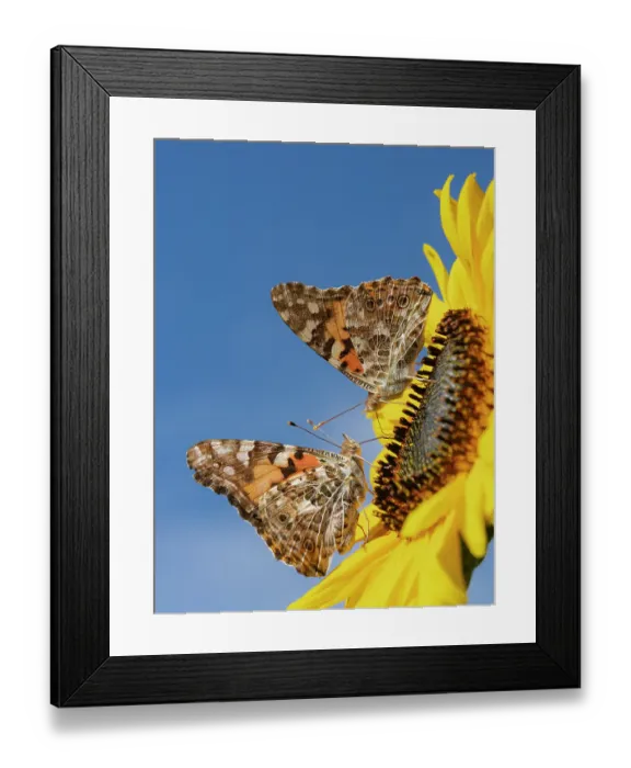 Framed Print : Painted lady butterflies on a sunflower. New Mexico Framed Print : Painted lady butterflies on a sunflower. New Mexico