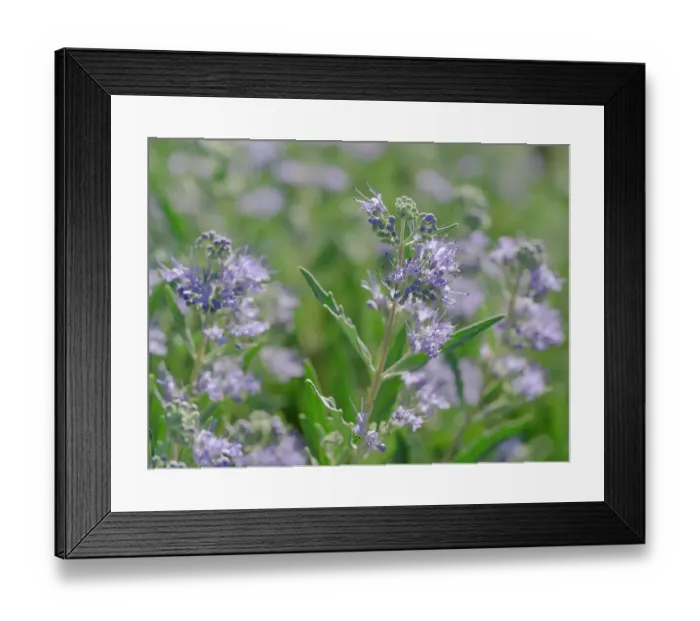 Framed Print : Dark Knight spirea flower bush, Summertime, New Mexico