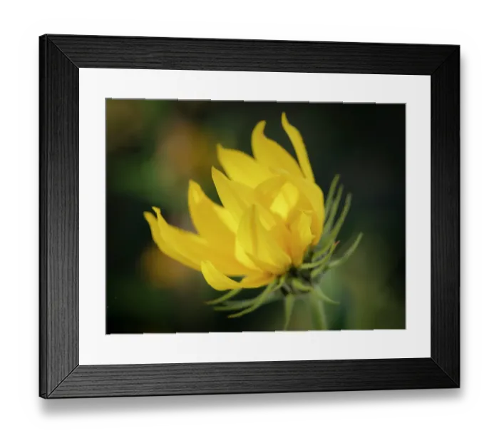 Framed Print : Blossom of the Maximillian sunflower, New Mexico