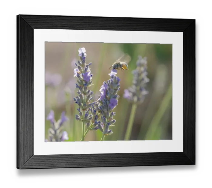 Framed Print : Blue-eyed, digger, long-horned bee on lavender flowers, New Mexico Framed Print : Blue-eyed, digger, long-horned bee on lavender flowers, New Mexico