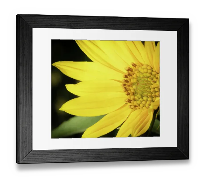 Framed Print : Blossom of the Maximillian sunflower, New Mexico