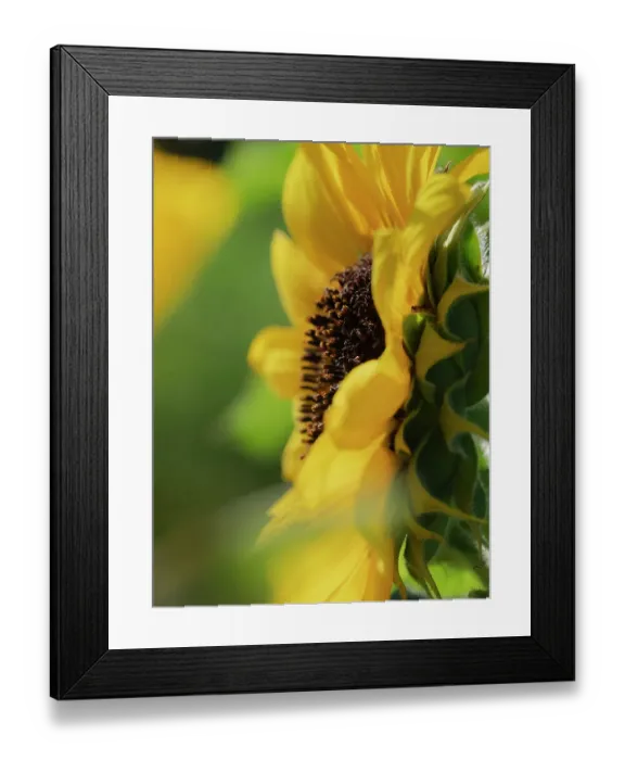 Framed Print : Common sunflower, summer garden, New Mexico