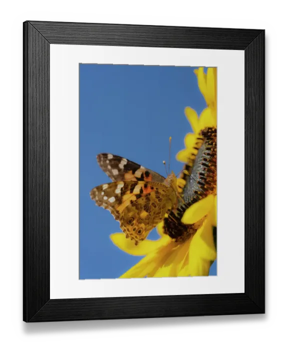 Framed Print : Painted lady butterfly on a sunflower. New Mexico