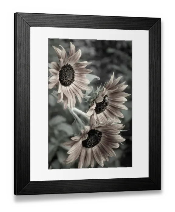 Framed Print : Sunflower varieties, New Mexico Framed Print : Sunflower varieties, New Mexico
