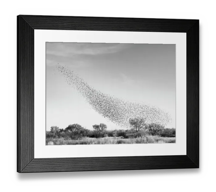Framed Print : Blackbird murmuration, Bosque del Apache National Wildlife Refuge, New Mexico Framed Print : Blackbird murmuration, Bosque del Apache National Wildlife Refuge, New Mexico