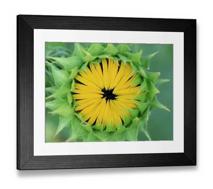 Framed Print : Common sunflower, summer garden, New Mexico