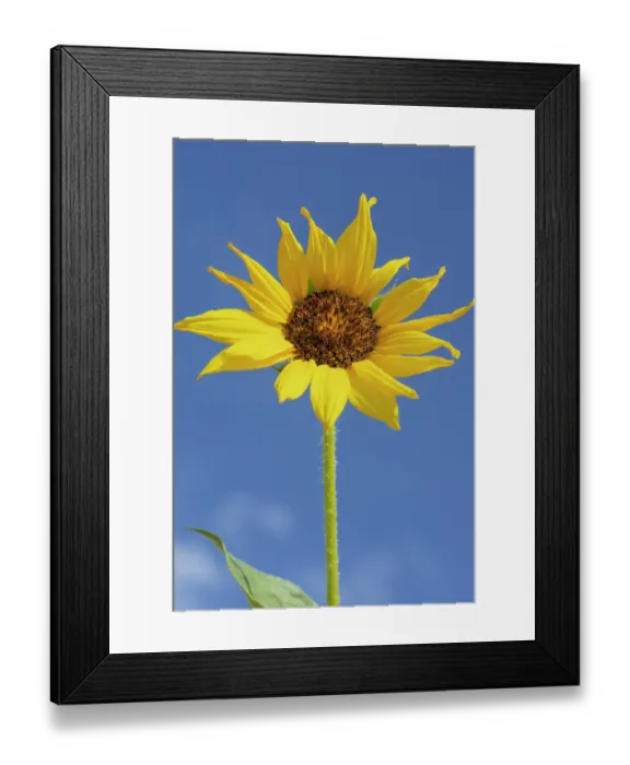 Framed Print : Common sunflower are found in the state of New Mexico