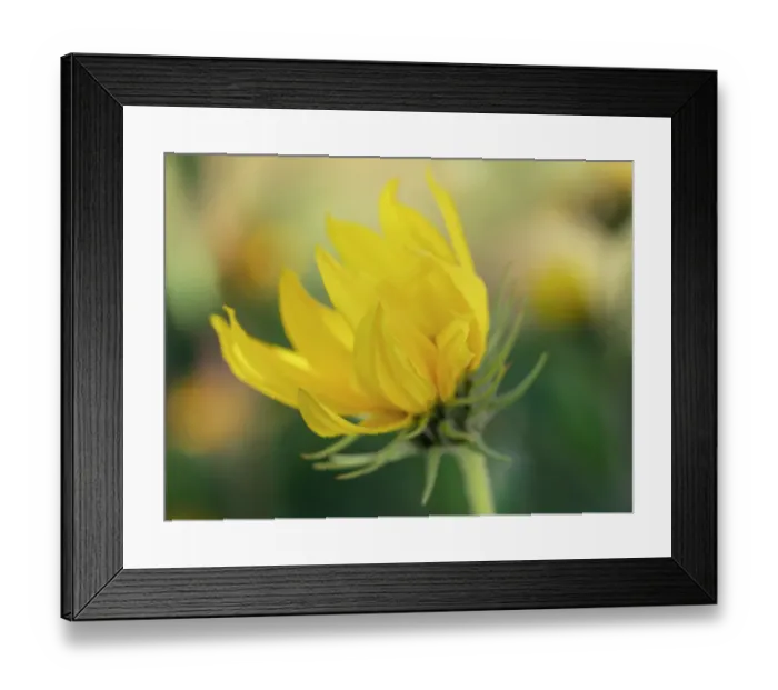 Framed Print : Blossom of the Maximillian sunflower, New Mexico Framed Print : Blossom of the Maximillian sunflower, New Mexico