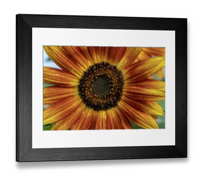 Framed Print : Sunflower varieties, New Mexico