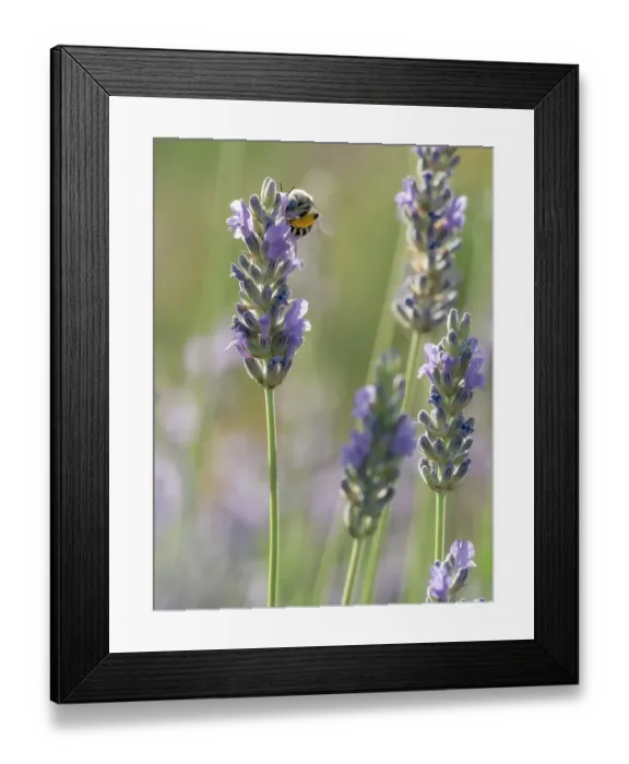 Framed Print : Blue-eyed, digger, long-horned bee on lavender flowers, New Mexico Framed Print : Blue-eyed, digger, long-horned bee on lavender flowers, New Mexico
