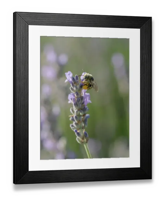 Framed Print : Blue-eyed, digger, long-horned bee on lavender flowers, New Mexico Framed Print : Blue-eyed, digger, long-horned bee on lavender flowers, New Mexico