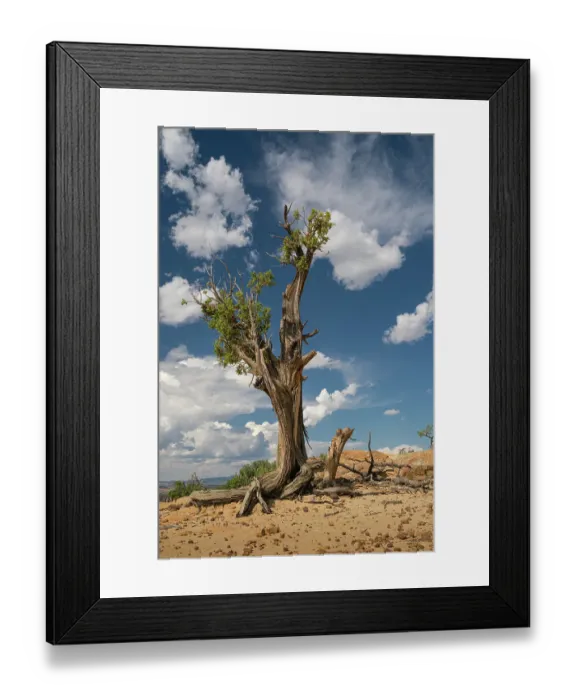 Framed Print : Stunted juniper tree on the bluffs of El Malpais National Monument, New Mexico Framed Print : Stunted juniper tree on the bluffs of El Malpais National Monument, New Mexico