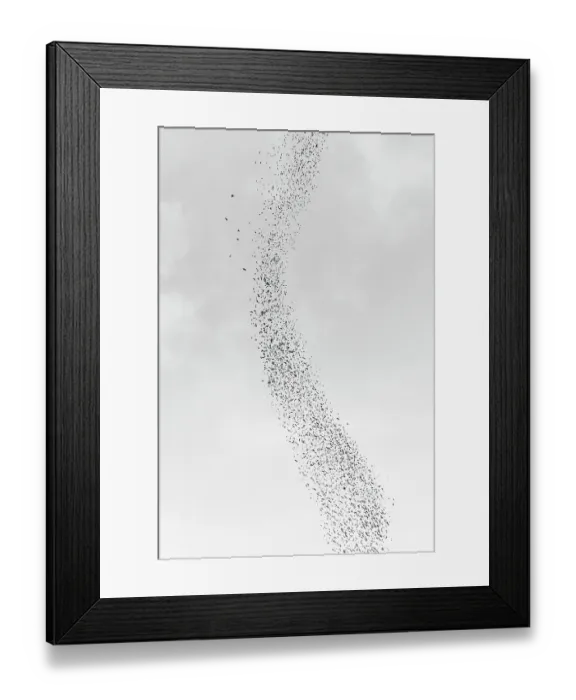 Framed Print : Blackbird murmuration, Bosque del Apache National Wildlife Refuge, New Mexico Framed Print : Blackbird murmuration, Bosque del Apache National Wildlife Refuge, New Mexico