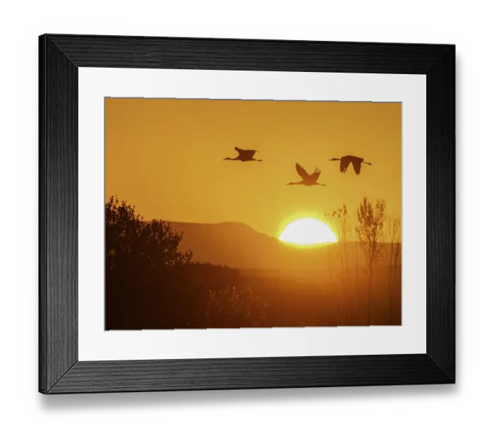 Framed Print : Sandhill cranes flying by the sun at sunrise, Bosque del Apache National Wildlife Refuge, New Mexico