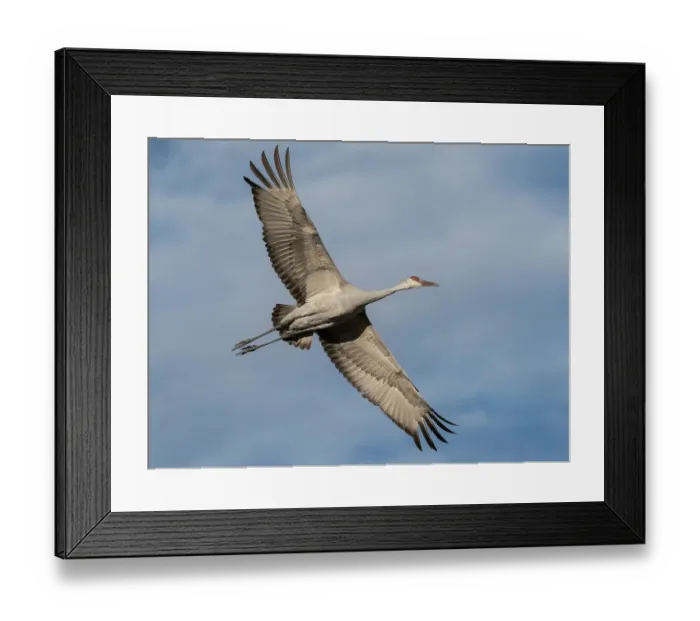 Framed Print : Sandhill crane calling while flying, Bernardo Wildlife Area, New Mexico Framed Print : Sandhill crane calling while flying, Bernardo Wildlife Area, New Mexico
