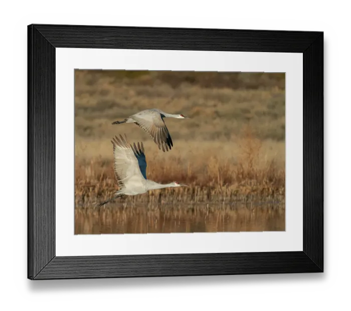 Framed Print : Sandhill cranes lift off from evening roosting ponds, Bosque del Apache National Wildlife Refuge, New Mexico Framed Print : Sandhill cranes lift off from evening roosting ponds, Bosque del Apache National Wildlife Refuge, New Mexico