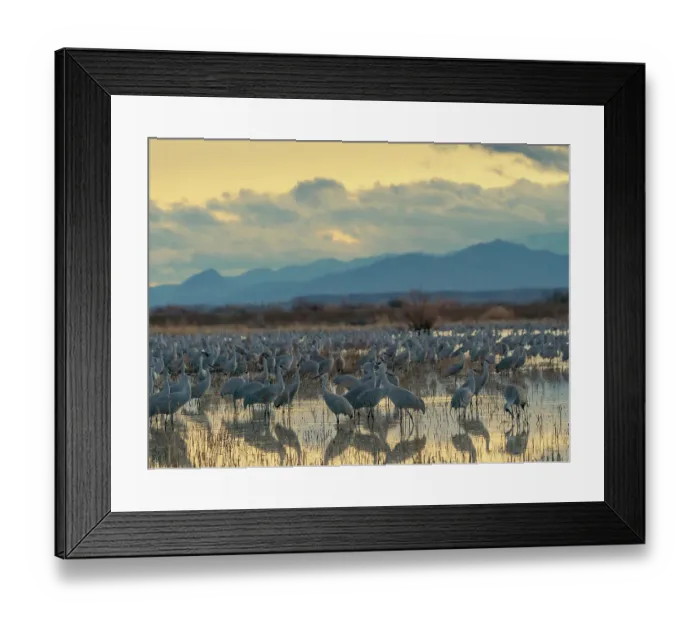 Framed Print : Sandhill cranes roost at sunrise, Bernardo Wildlife Area, New Mexico, USA
