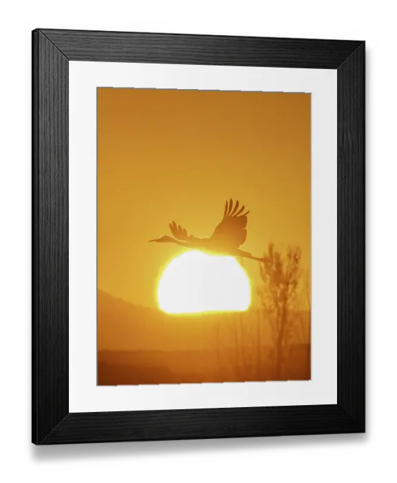 Framed Print : Sandhill cranes flying by the sun at sunrise, Bosque del Apache National Wildlife Refuge, New Mexico
