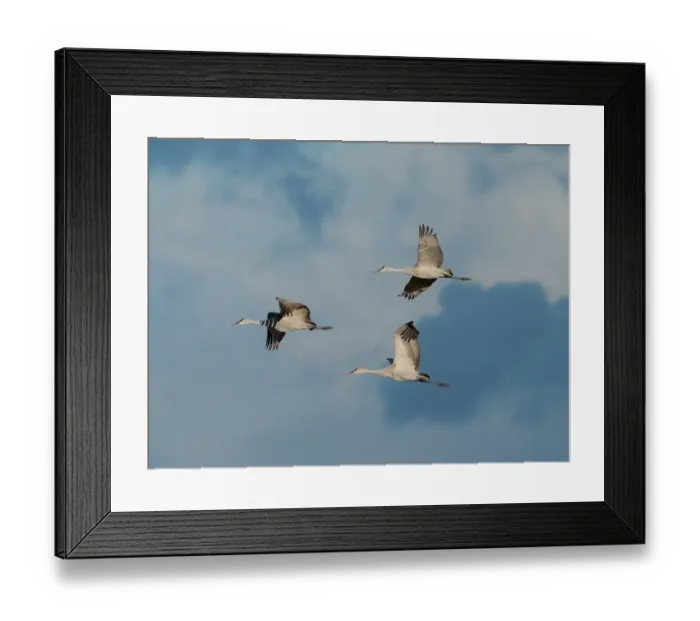Framed Print : Sandhill cranes in flight, Bernardo Wildlife Area, New Mexico