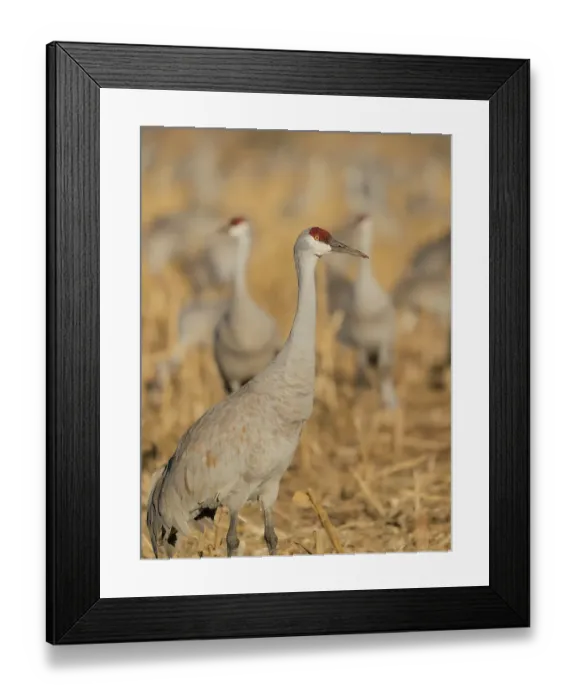 Framed Print : Sandhill crane among others feeding in corn fields, Bernardo Wildlife Area, New Mexico Framed Print : Sandhill crane among others feeding in corn fields, Bernardo Wildlife Area, New Mexico