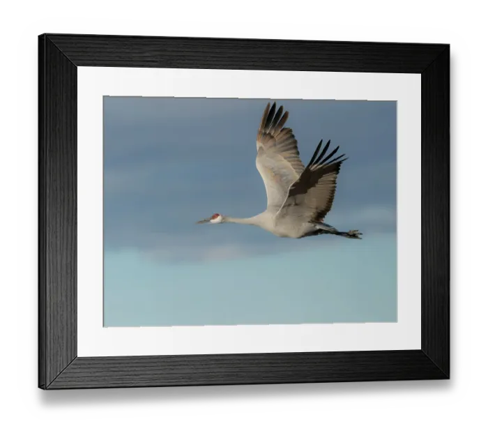 Framed Print : Sandhill crane in flight, Bernardo Wildlife Area, New Mexico Framed Print : Sandhill crane in flight, Bernardo Wildlife Area, New Mexico